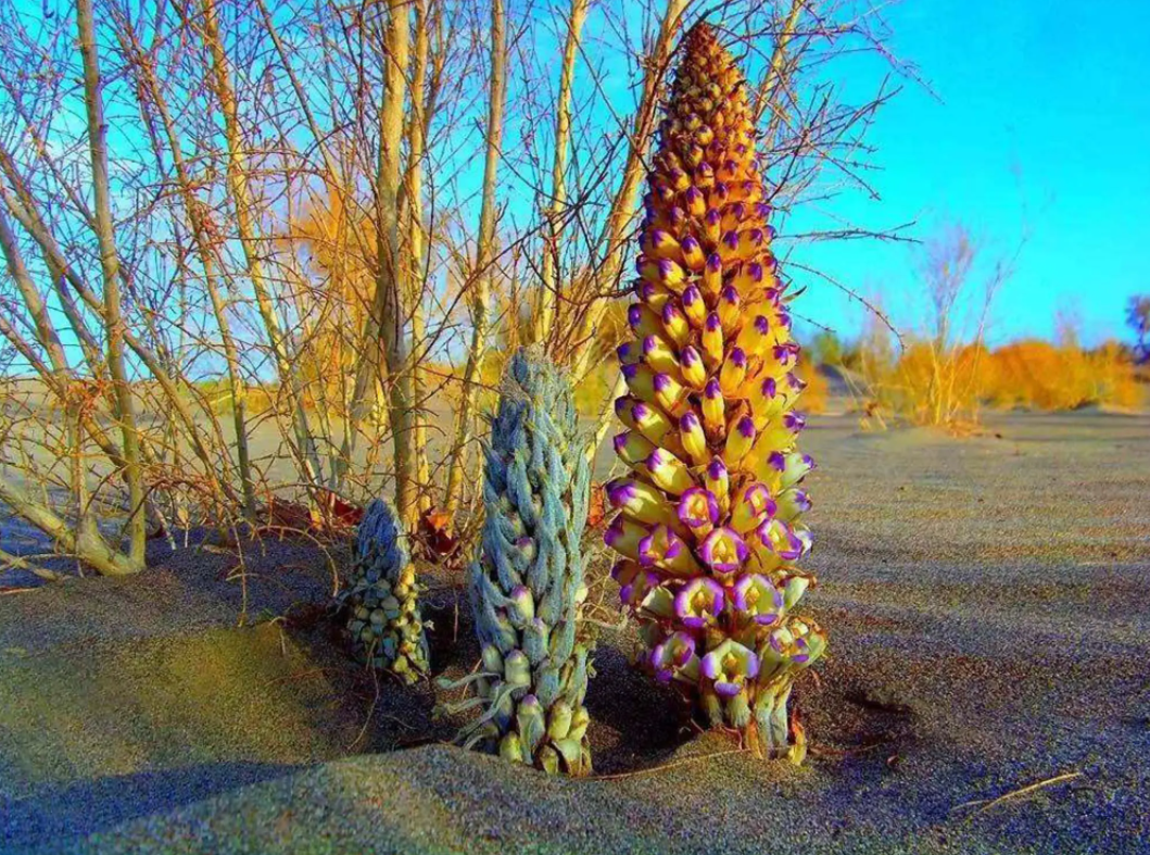 林達沙產業(yè)